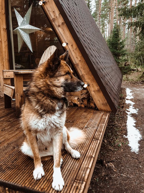 有关人类最好的朋友, 伴侣, 可爱的免费素材图片