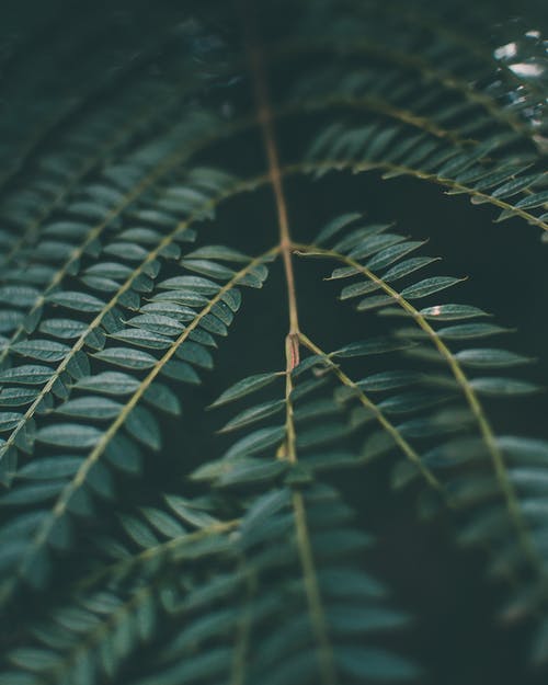 茂密的植物分支与小叶子 · 免费素材图片