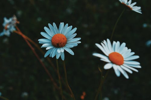 有关健康, 优雅, 冷静的免费素材图片