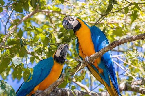 有关动物摄影, 树叶, 蓝色和黄色金刚鹦鹉的免费素材图片
