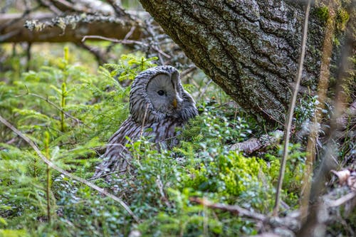 有关strix uralensis, 乌拉尔猫头鹰, 动物的免费素材图片