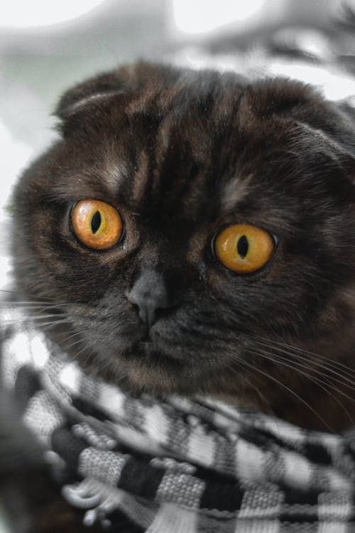 有关动物头, 动物, 动物摄影的免费素材图片