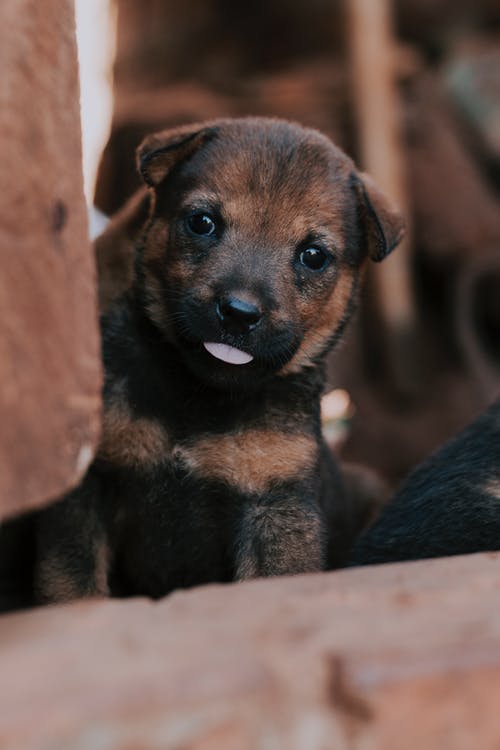 有关动物头, 动物, 动物摄影的免费素材图片