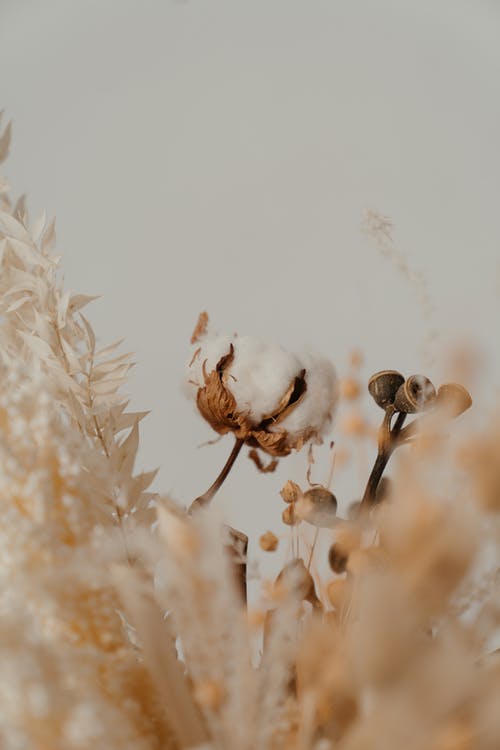 有关一串, 一束花, 一束鲜花的免费素材图片