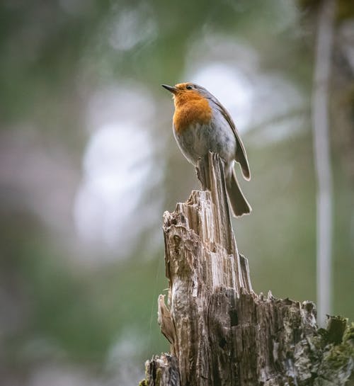 有关erithacus rubecula, 动物, 垂直拍摄的免费素材图片