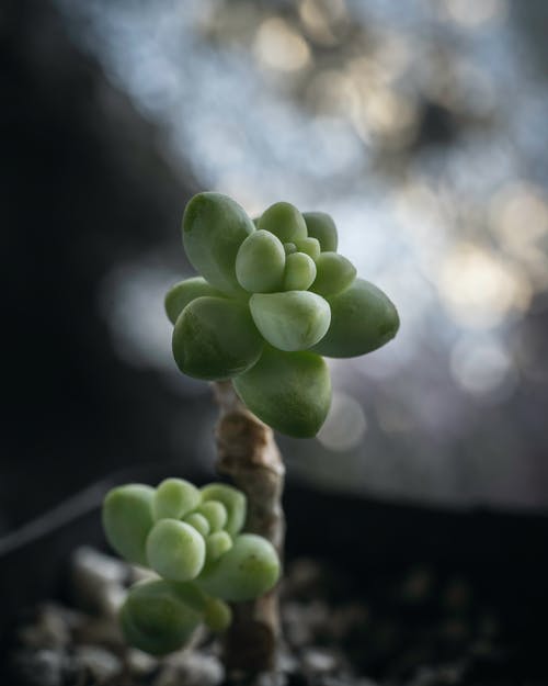 有关卵巢草, 园丁, 土的免费素材图片