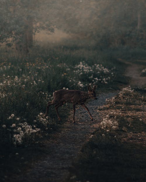 母鹿走在森林中的路径附近 · 免费素材图片