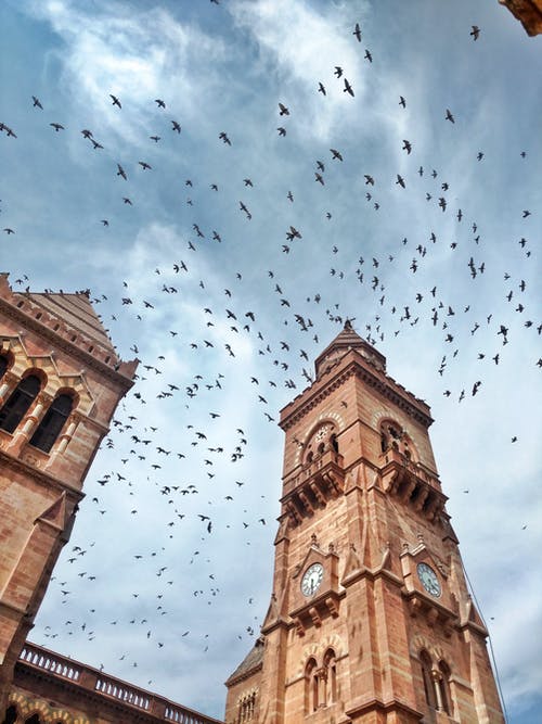 有关birds_flying, 低角度拍摄, 布拉格马哈尔宫的免费素材图片