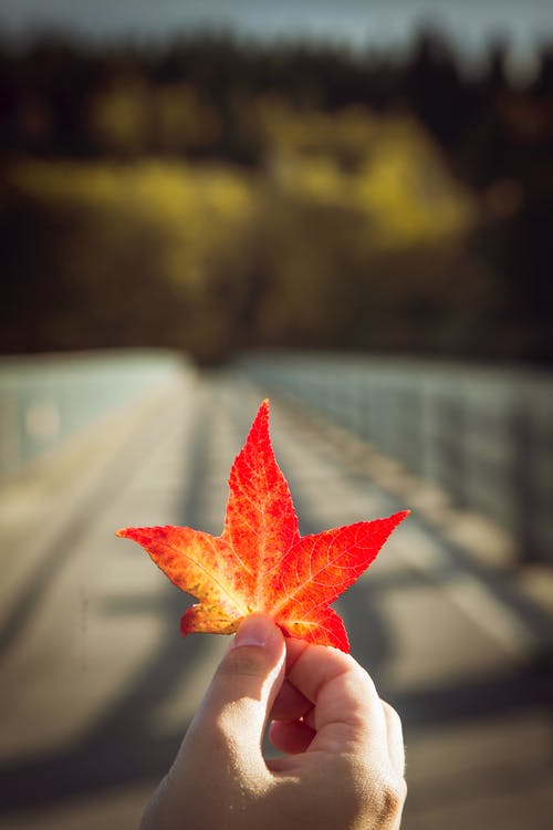有关下落, 垂直拍摄, 季节的免费素材图片