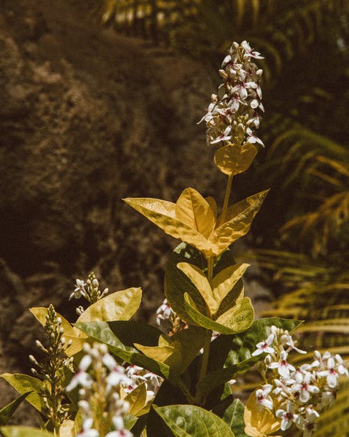 有关垂直拍摄, 增长, 工厂的免费素材图片