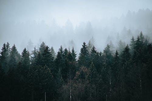 在大雾天的天空下的针叶林 · 免费素材图片
