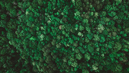 有关Copyspace, 俯视图, 公园的免费素材图片