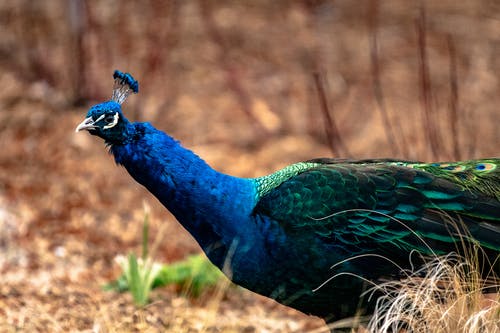 有关乾的, 侧面图, 充满活力的免费素材图片