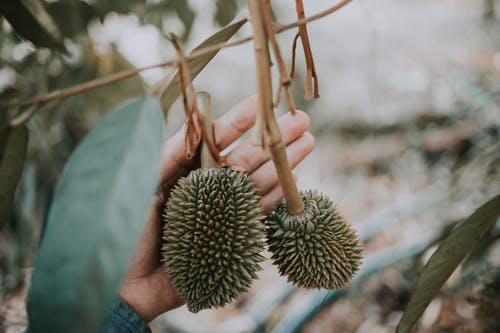 有关不露面, 亚洲, 分公司的免费素材图片