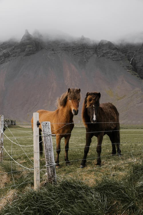 有关@户外, 农事, 冰岛的的免费素材图片