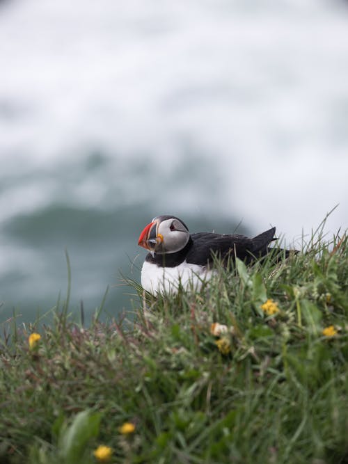 有关充满活力, 可爱, 和平的的免费素材图片