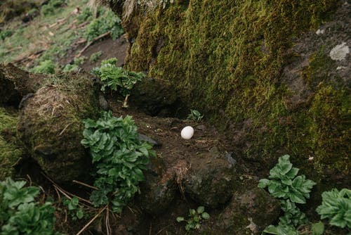 有关冰岛, 冷, 动物的免费素材图片