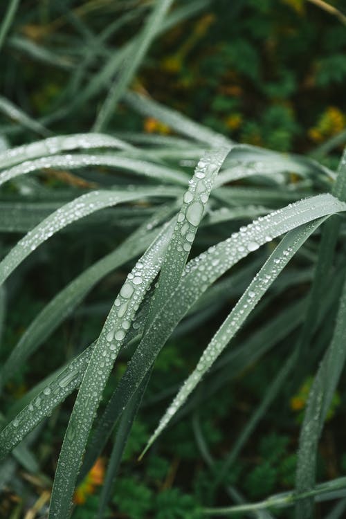 有关弹簧, 植被, 模糊的免费素材图片