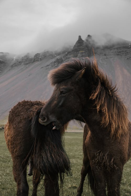 有关一群动物, 健行, 冰岛的的免费素材图片