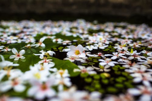 湖水面上的娇嫩花朵 · 免费素材图片