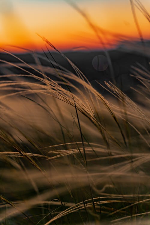 有关乾燥, 乾的, 充满活力的免费素材图片