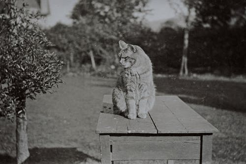 有关动物, 动物肖像, 可爱的免费素材图片