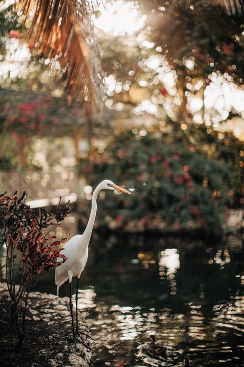 白鹭在水附近的照片 · 免费素材图片