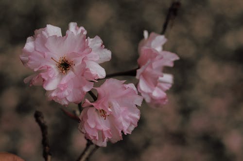 有关增长, 干, 春天的花朵的免费素材图片