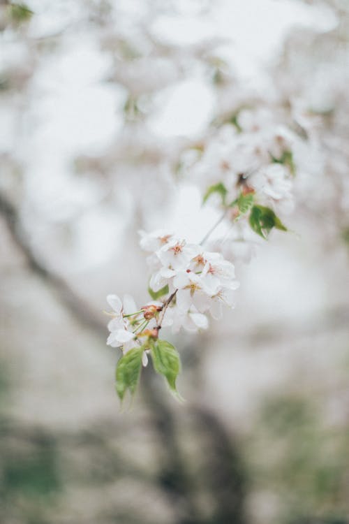 有关垂直拍摄, 增长, 天性的免费素材图片