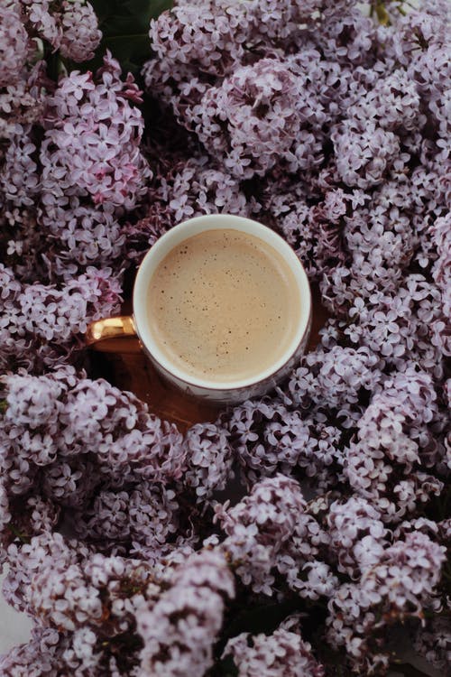 郁郁葱葱的淡紫色花朵中的一杯芳香卡布奇诺咖啡 · 免费素材图片