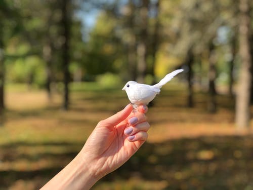 有关小鸟, 手, 栖息的免费素材图片