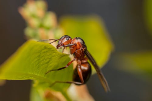 在绿色的植物，在野生动物中的小蚂蚁 · 免费素材图片
