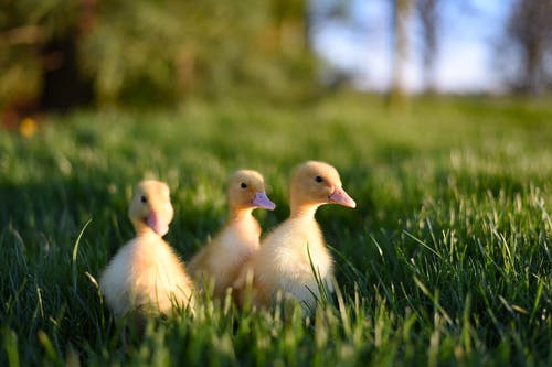 群黄色小鸭子在草丛中 · 免费素材图片