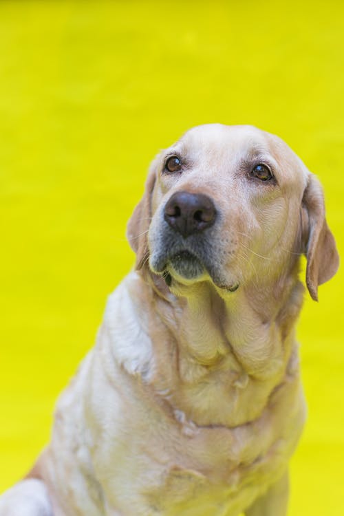 有关动物, 可爱, 可爱的的免费素材图片