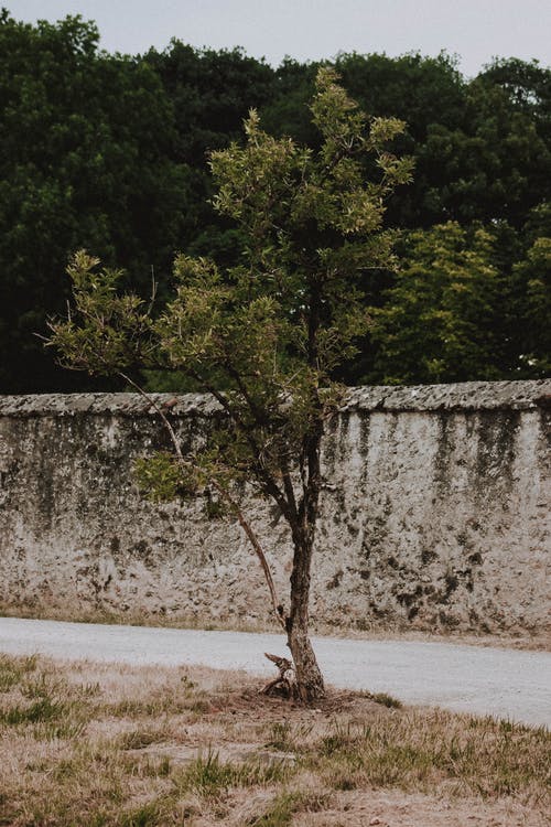 有关公园, 冷静, 分公司的免费素材图片