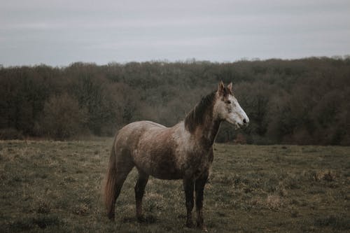 有关ポネイコネマラ, 下落, 侧面图的免费素材图片