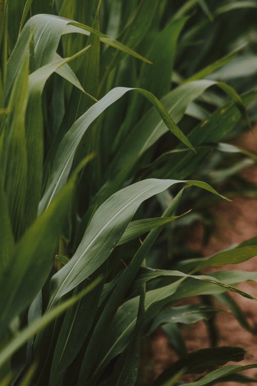 有关充满活力, 和平, 和平的的免费素材图片