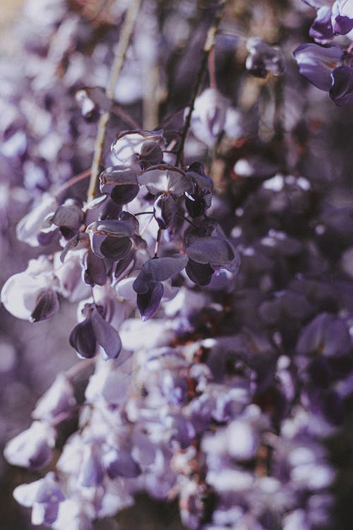 有关一串, 中国紫藤, 充满活力的免费素材图片