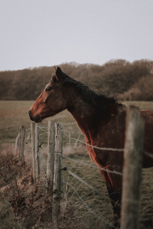 站在牧场上的平静板栗马 · 免费素材图片
