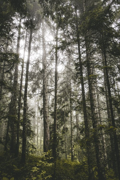 有关从下面, 低角度, 公园的免费素材图片