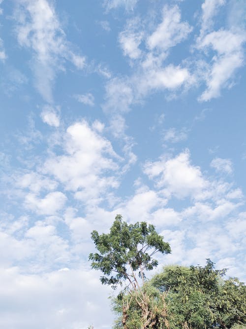 有关公园, 冷静, 分公司的免费素材图片