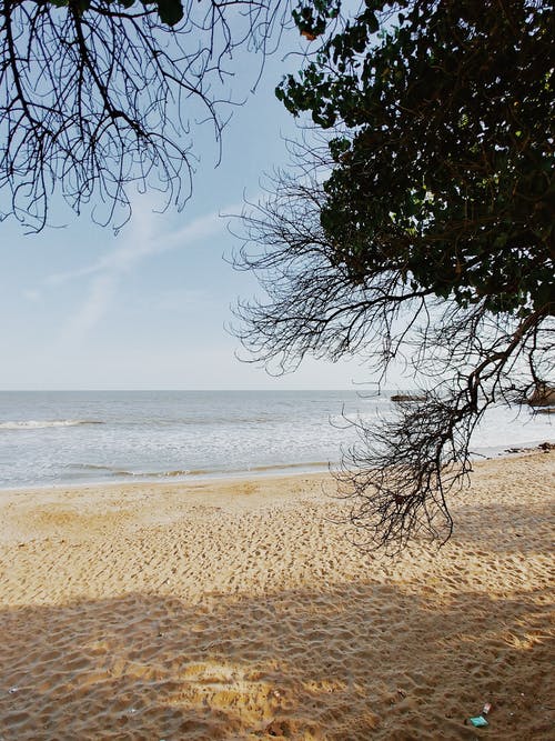 有关冷静, 分公司, 地形的免费素材图片