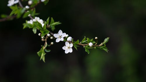 有关公园, 分公司, 味道的免费素材图片