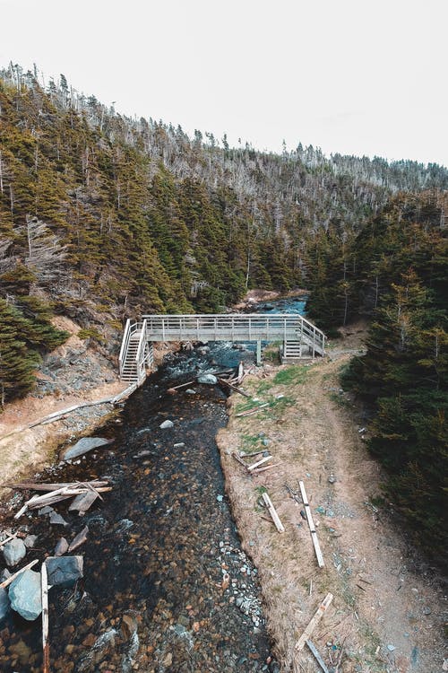 有关人行天桥, 公园, 冷杉的免费素材图片