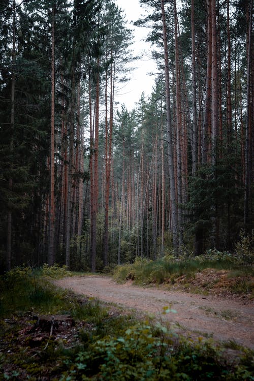 有关forestpark, 天性, 小路的免费素材图片