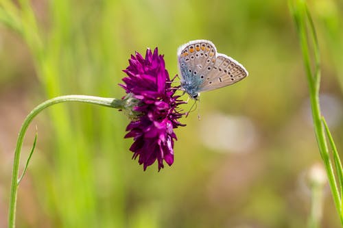 有关polyommatus icarus, 充滿活力, 冷靜的免费素材图片