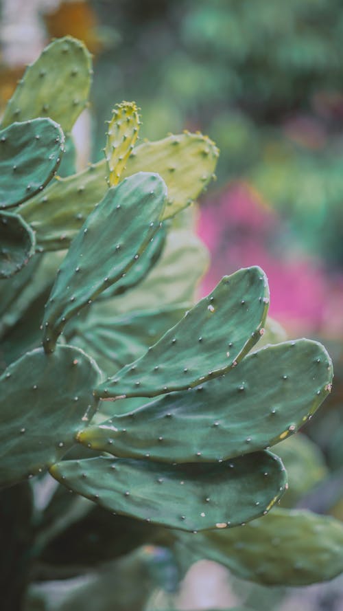 有关仙人掌, 仙人掌（opuntia ficus-indica）, 刺的免费素材图片