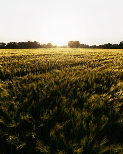 有关夏天, 天性, 小麦的免费素材图片