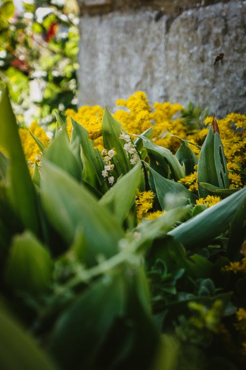 有关リリオスドヴァーレ, 公园, 味道的免费素材图片