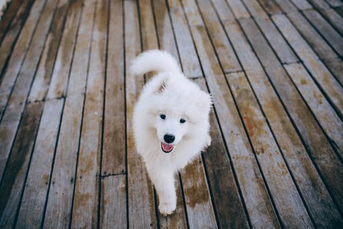 在木地板上行走的萨摩耶小狗 · 免费素材图片